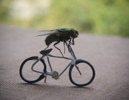 fly10