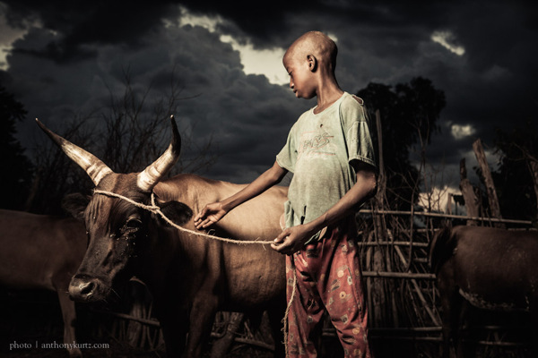 Untitled (Boy with Cattle #2 )