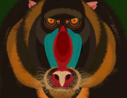 MattLamont-Monkey-Illustrations-02 MattLamont-Monkey-Illustrations-02