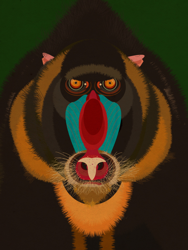 Creatively Illustrated Animals by Matt Lamont